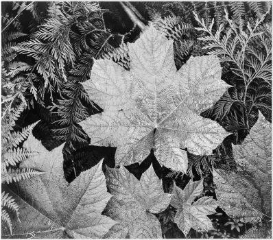 Ansel Adams made it his mission to capture the magnificence of nature. Close-up of leaves from “In Glacier National Park,” 1942, by Ansel Adams. From the series "Ansel Adams Photographs of National Parks and Monuments." (Public Domain)