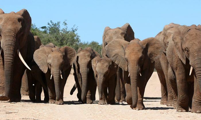 300 Mourning Elephants Come to Say Final Goodbyes After Their Leader Passes Away