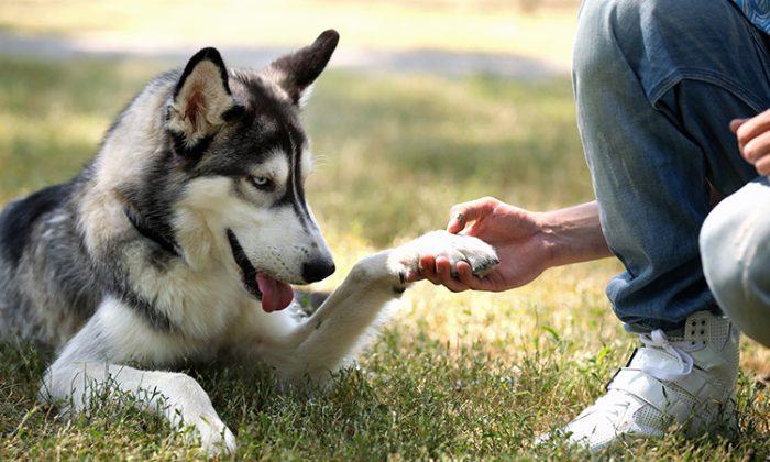 Meet the Husky Who Sniffed Her Owner’s Cancer Not Once but Thrice