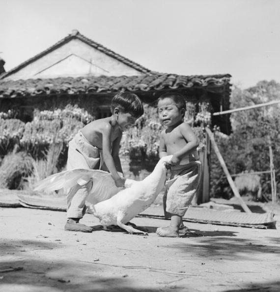 Circa 1950: Two boys harass their father's goose in Taiwan. (Three Lions/Getty Images)