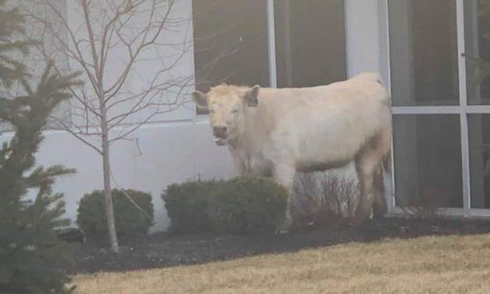 Escaped Cow Stops By Chick-fil-A While Chased by Police