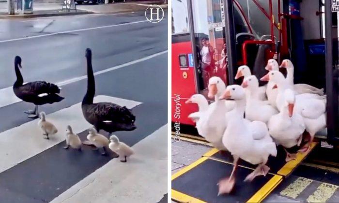Swans Walk Along Busy City Streets as If It’s Normal