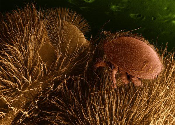 Biosecurity surveillance detected the tiny and reddish-brown Varroa mite at the Port of Newcastle. (Public domain)