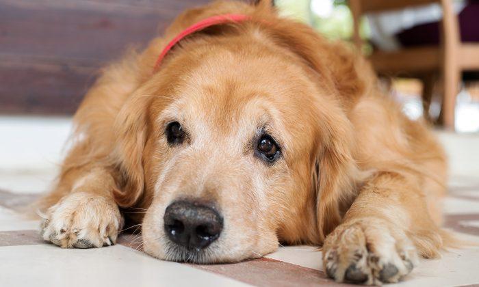 Golden Retriever Loses 100 Pounds in a Year After Owners Took Him to Vet to Be Put Down
