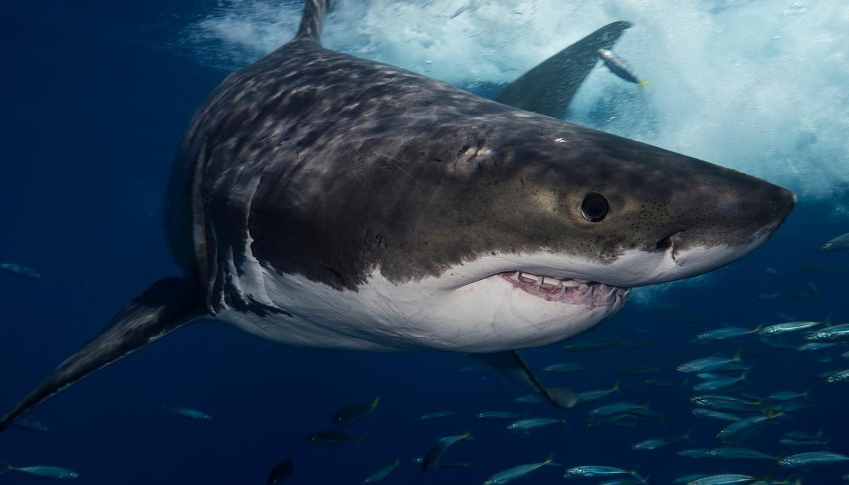 Video Shows ‘Shark Whisperer’ Reaching into the Jaws of Ocean Predators to Remove Fishing Hooks