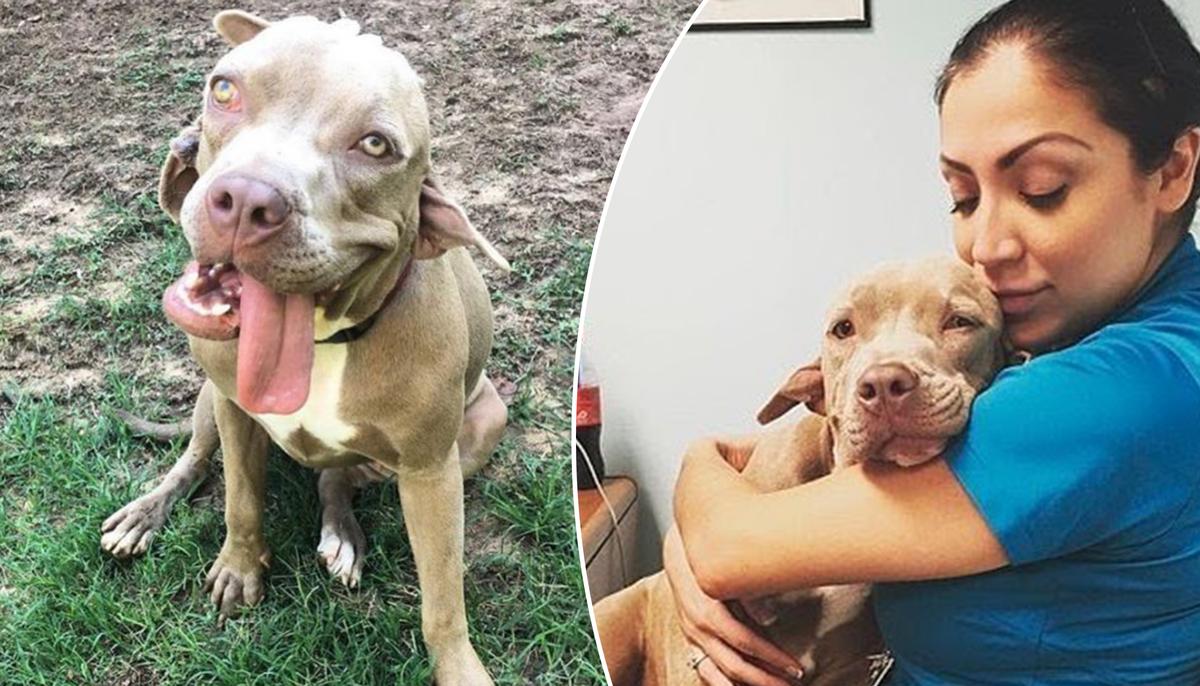 Dog With ‘2 Mouths’ Looks Like From Science Fiction Film, Finds a Forever Loving Home