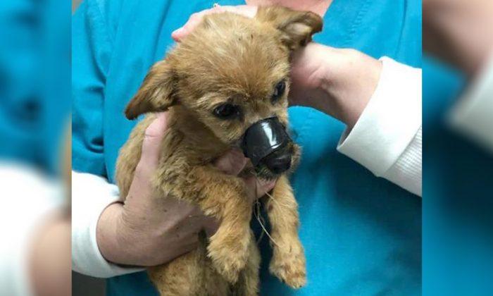 Puppy Thrown From a Bridge With Muzzle Taped Shut ‘Thanks’ His Rescuer for Saving Him