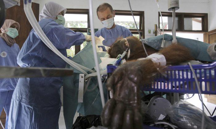 Orangutan Shot With 74 Air Rifle Bullets Rescued but Left Blind