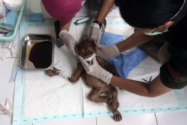 A veterinarian and a volunteer tend to a 3-month-old baby orangutan named Brenda that was evacuated from a village with a broken arm on March 17, 2019. (Binsar Bakkara/AP Photo)
