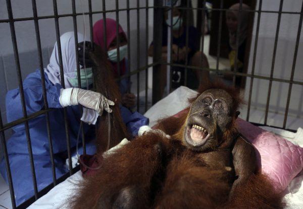 Volunteers and vets tend to a female orangutan named Hope on March 17, 2019. (Binsar Bakkara/AP Photo)
