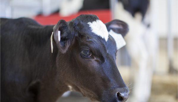 A stock photo of a cow. (Illustration - Shutterstock)