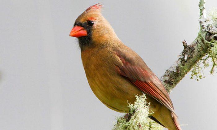 Woman Spots ‘One in a Million’ Yellow Cardinal