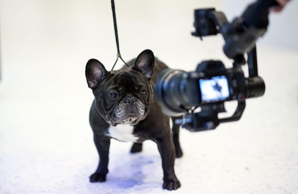 A French Bulldog poses for a camera at the American Kennel Club's (AKC) Museum of the Dog.New York. March 20, 2019 (Johannes Eisele/AFP/Getty Images)