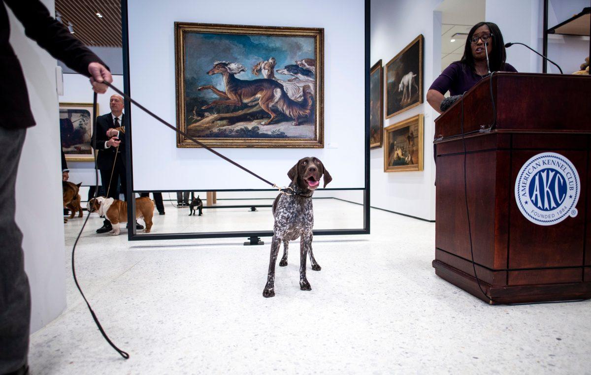 A German Shorthaired Pointer poses at the American Kennel Club's (AKC). New York. March 20, 2019 (Johannes Eisele/AFPGetty Images)