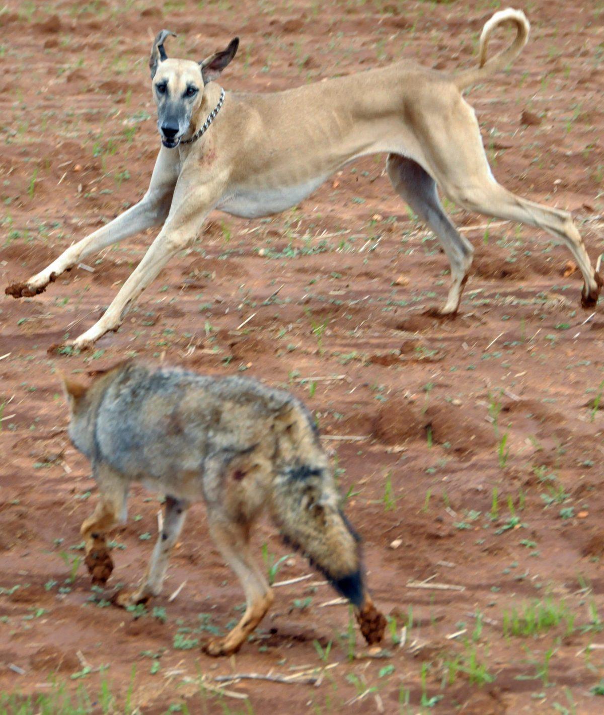 A sloughi chases a jackal during a hunt. Oued Jdida, Morocco. Oct. 11, 2008 (Abdelhak Senna/AFP/Getty Images)