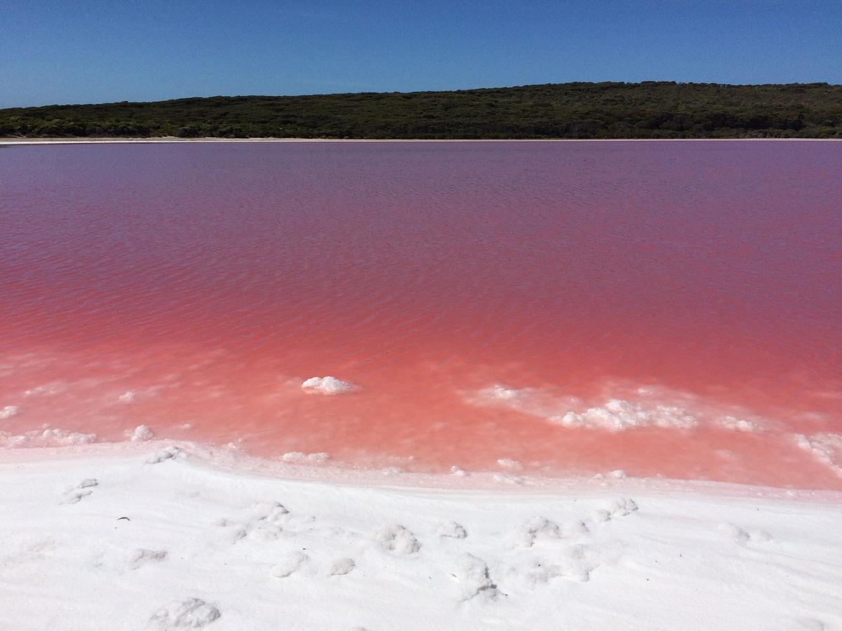 Lake Hillier measures 600 meters in length and 250 meters in width (Photo courtesy of <a href="http://extrememicrobiome.org">Extreme Microbiome Project</a>)