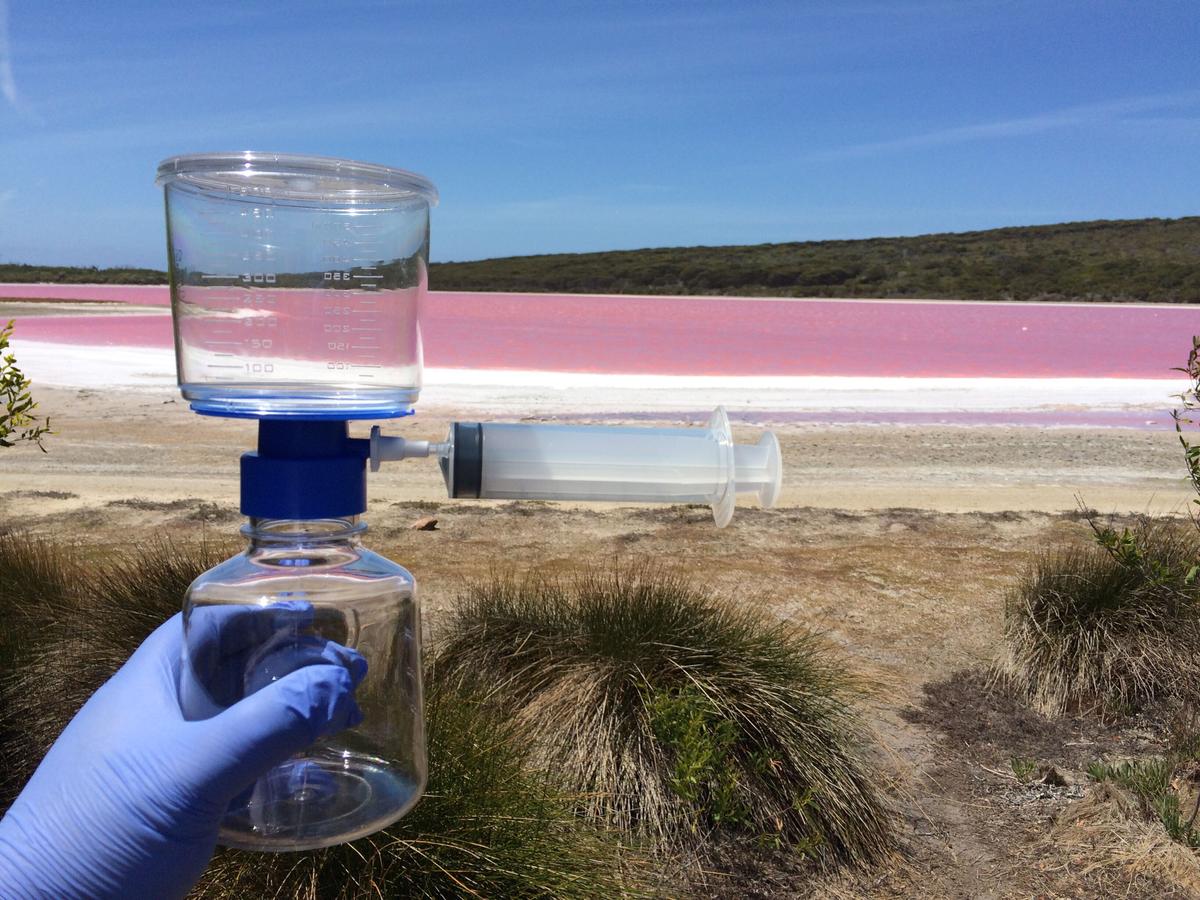 Lake Hillier measures 600 meters in length and 250 meters in width (Photo courtesy of <a href="http://extrememicrobiome.org">Extreme Microbiome Project</a>)