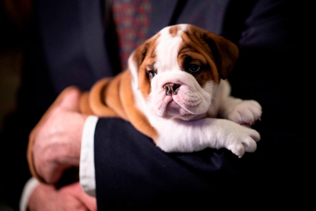 Urgent Action Needed for English Bulldog Breeding to Improve Health, Vets Say