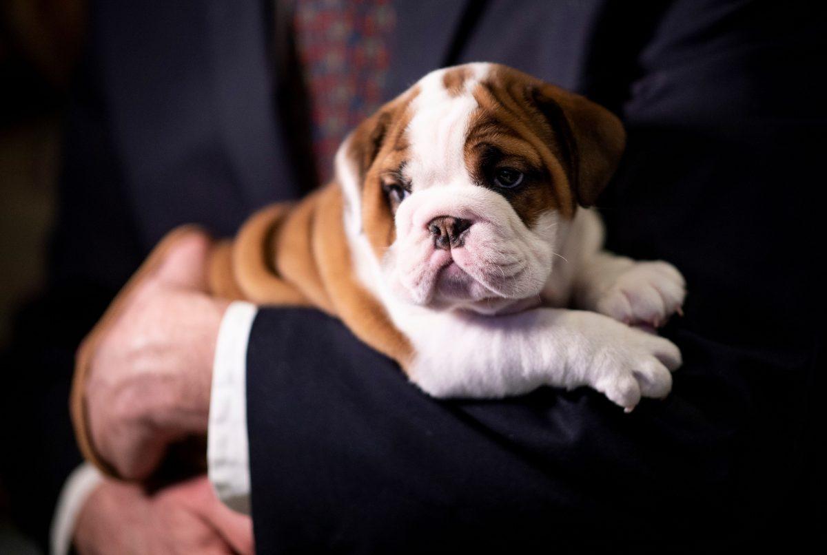 English Bulldog, Annie looks on at the American Kennel Club's (AKC) Museum of the Dog during the announcement of the most popular breed. New York. March 20, 2019 (Johanness Eisele/AFP/Getty Images)
