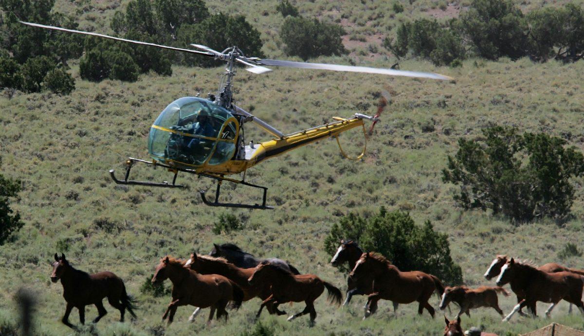 Helicopter pilot Rick Harmon of KG Livestock rounds up a group of wild horses during a gathering in Eureka, Nevada, on July 7, 2005. The Bureau of Land Management is gathering wild horses in the American West, where an estimated 37,000 wild horses roam free. (Justin Sullivan/Getty Images)