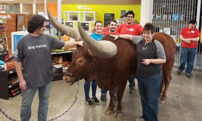 Texas Man Brings Steer to Shop to Test ‘All Pets Welcome’ Policy