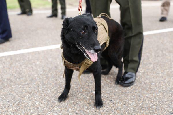 Goldie, who was Javier Vega Jr.'s K-9 partner, was at the ceremony for the newly renamed Javier Vega Jr. Border Patrol Checkpoint in Sarita, Texas, on March 20, 2019. (Charlotte Cuthbertson/The Epoch Times)