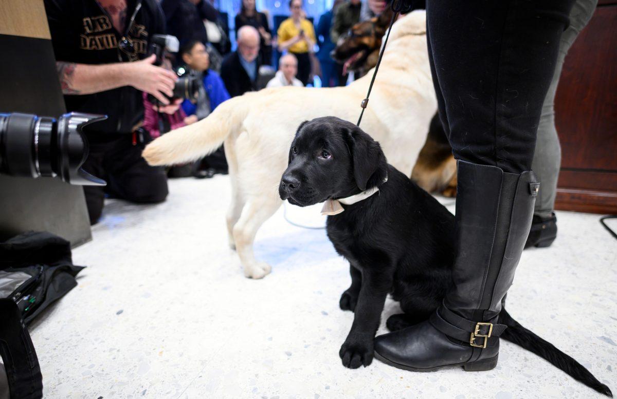 The Labrador Retrievers Lincoln (rear) and the 14-week-old puppy Rommy sit at the American Kennel Club's (AKC) Museum of the Dog. New York. March 20, 2019 (Johanness Eisele/AFP/Getty Images)