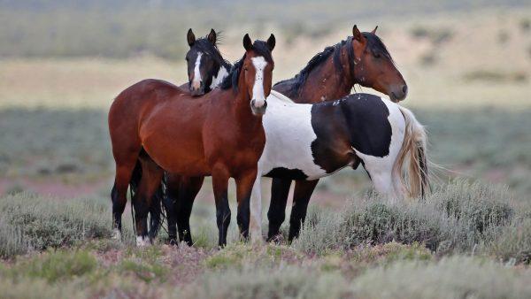 Wild horses roam free on state and some private land, outside federal disengaged horse management areas on May 31, 2017, outside Milford, Utah. (George Frey/Getty Images)