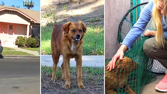 Homeless Dog in LA Finds New Home After Exciting Chase Through Neighborhood