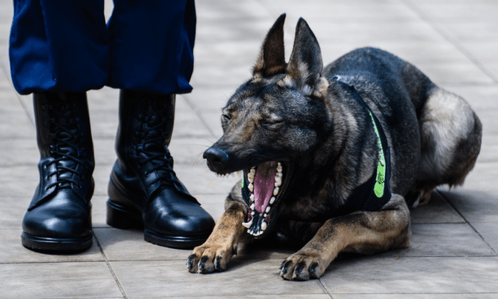 China Clones Police Dog, Ethical Issues May Follow