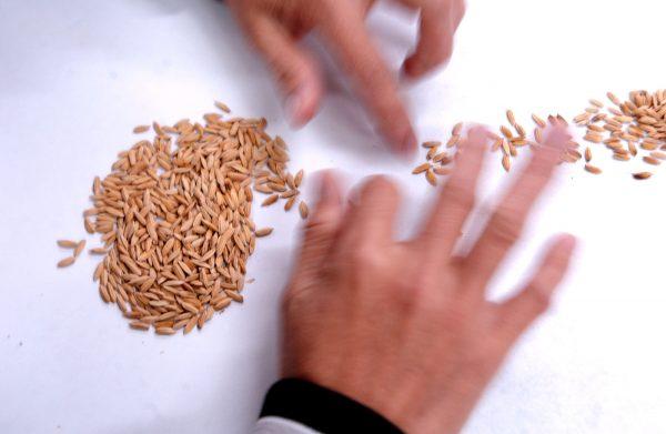 Bio Tech Lab Produces GM Rice In The Philippines (Photo by David Greedy/Getty Images)