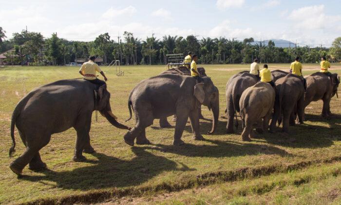 Elephant Rushes to the Aid of His Caretaker Who Was Getting ‘Attacked’