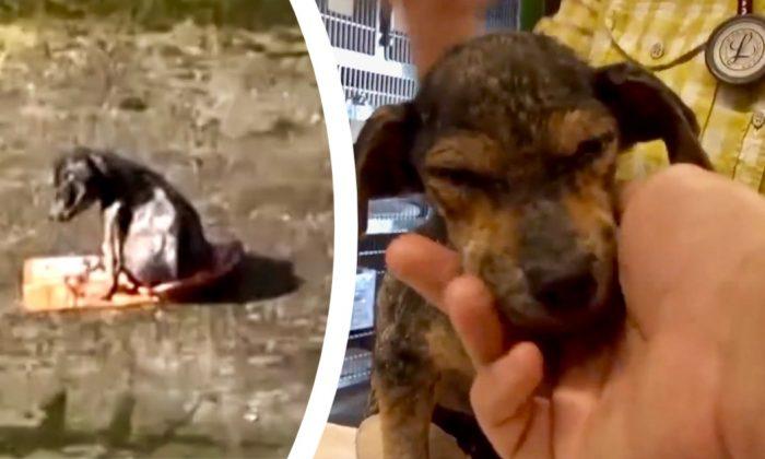 Video: puppy is thrown into a canal and left to die, but watch him miraculously recovers