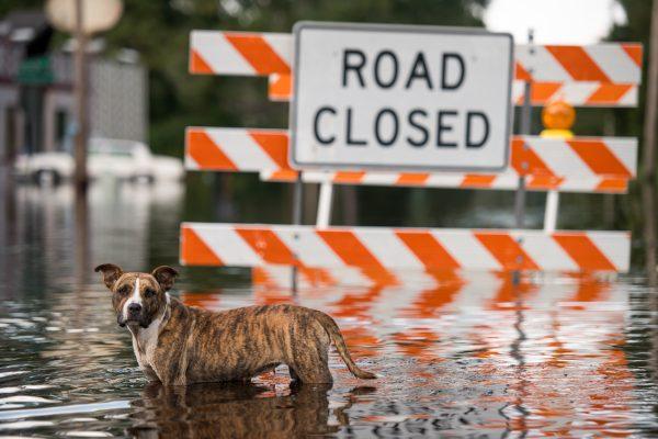 A dog stands in floodwaters from the Waccamaw River caused by Hurricane Florence in Bucksport, South Carolina on Sept. 26, 2018 (Sean Rayford/Getty Images)