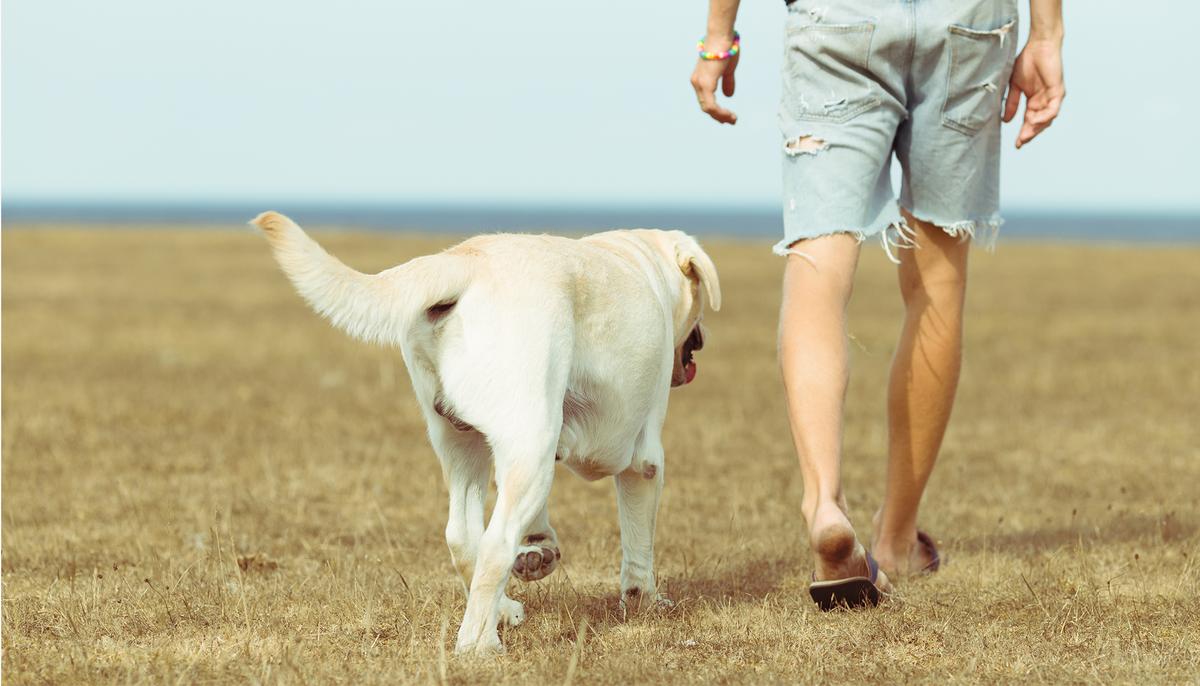 Veteran with PTSD Reunites with Dog Mistakenly Given Away When He Was Hospitalized