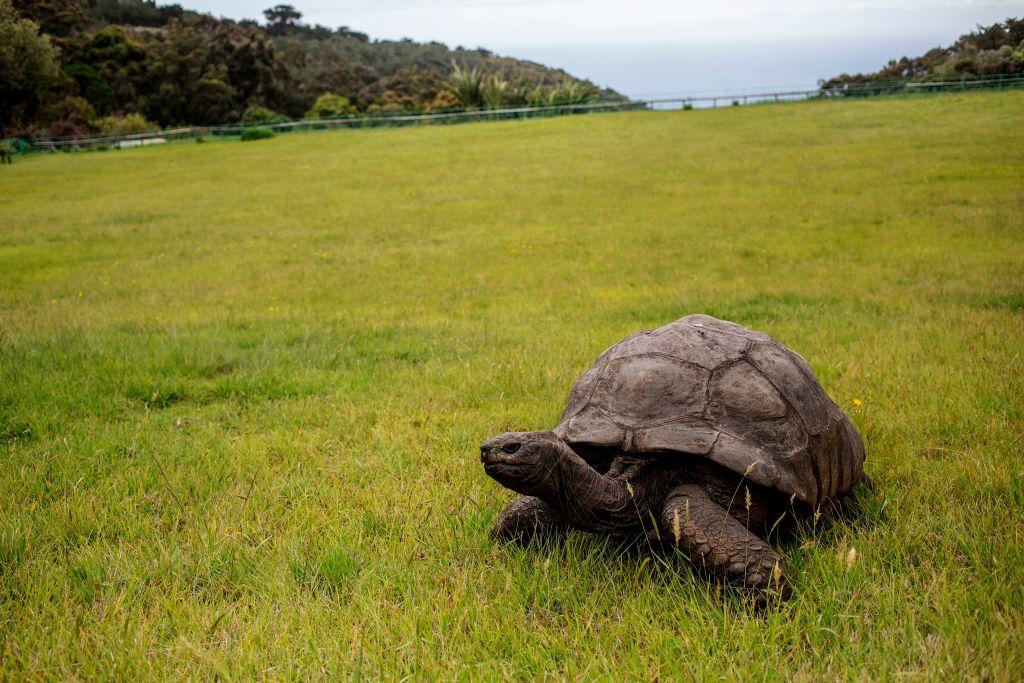 ©Getty Images | <a href="https://www.gettyimages.com/detail/news-photo/jonathan-a-seychelles-giant-tortoise-believed-to-be-the-news-photo/863814180">GIANLUIGI GUERCIA/AFP</a>