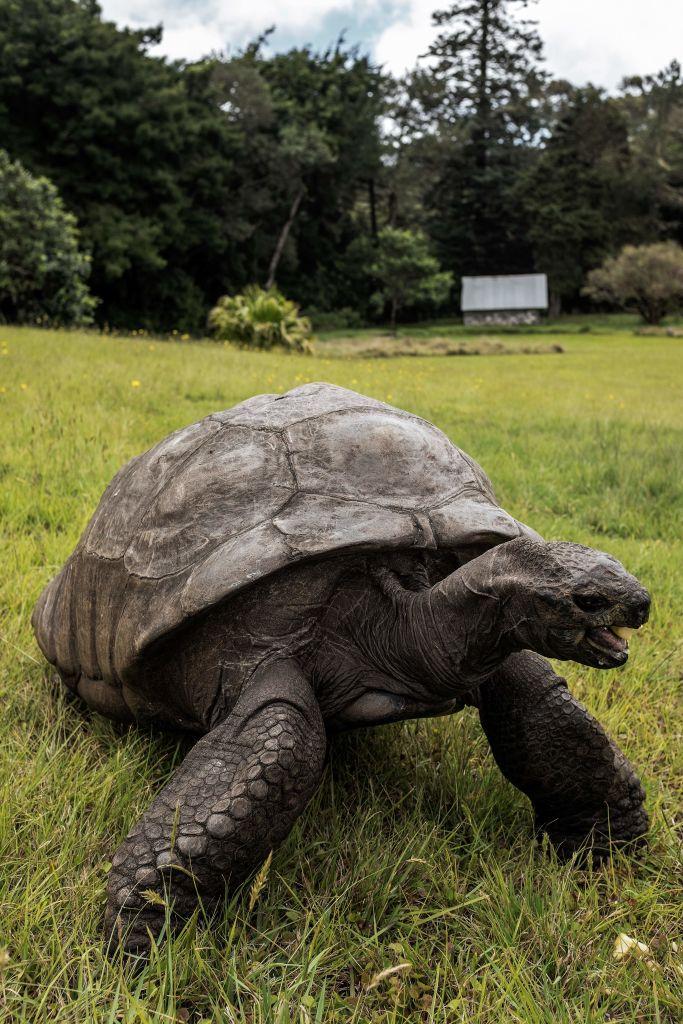 ©Getty Images | <a href="https://www.gettyimages.com/detail/news-photo/jonathan-a-seychelles-giant-tortoise-believed-to-be-the-news-photo/863814264">GIANLUIGI GUERCIA/AFP</a>