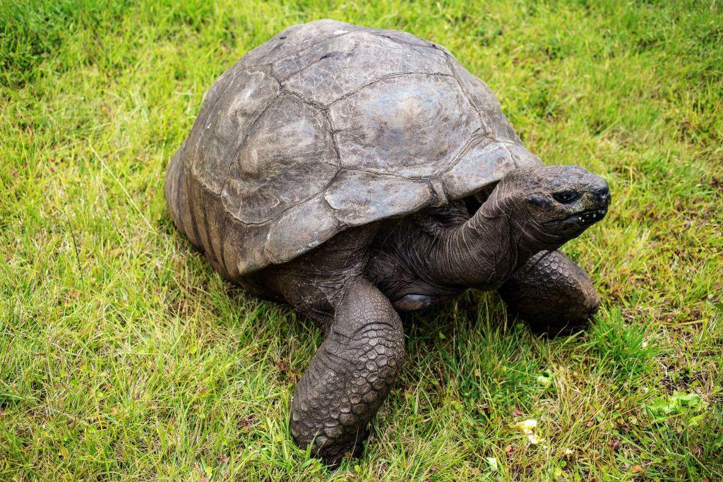 ©Getty Images | <a href="https://www.gettyimages.com/detail/news-photo/jonathan-a-seychelles-giant-tortoise-believed-to-be-the-news-photo/863814132">GIANLUIGI GUERCIA/AFP </a>