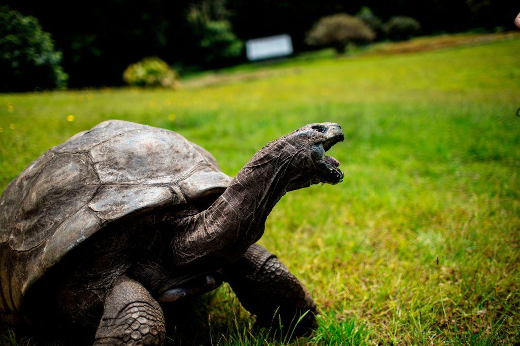 ©Getty Images | <a href="https://www.gettyimages.com/detail/news-photo/jonathan-a-seychelles-giant-tortoise-believed-to-be-the-news-photo/863814114">GIANLUIGI GUERCIA/AFP</a>