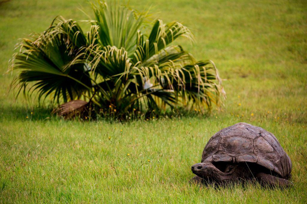 ©Getty Images | <a href="https://www.gettyimages.com/detail/news-photo/jonathan-a-seychelles-giant-tortoise-believed-to-be-the-news-photo/863814170">GIANLUIGI GUERCIA/AFP</a>