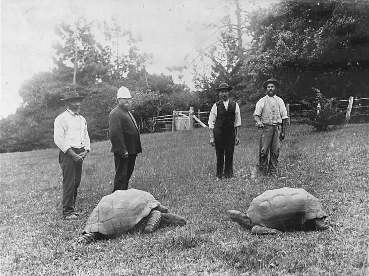 ©<a href="https://commons.wikimedia.org/wiki/File:Johnathan_and_another_tortoise_,_St_Helena.png">Wikimedia Commons</a>