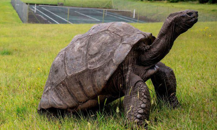 187-Year-Old Jonathan the Tortoise of St. Helena Is the World’s Oldest Land Animal