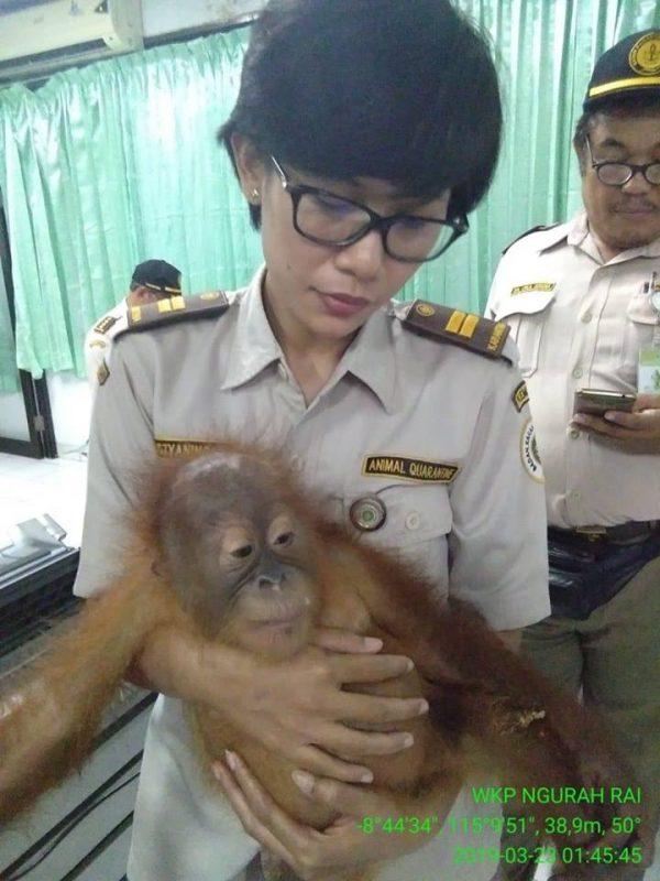 A custom's official carries the orangutan. (Karantina Denpasar)