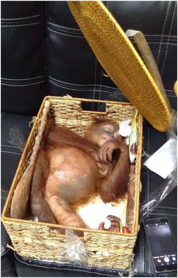 An orangutan found in a suitcase at Ngurah Rai Airport on March 22. (BKSDA)