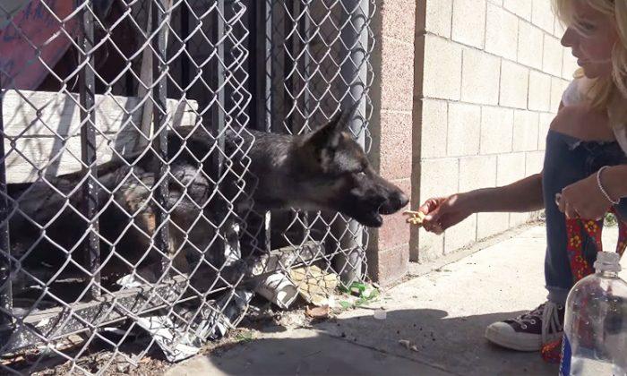 Good Samaritan Spots Trapped, Starving German Shepherd in LA and Calls Rescuers