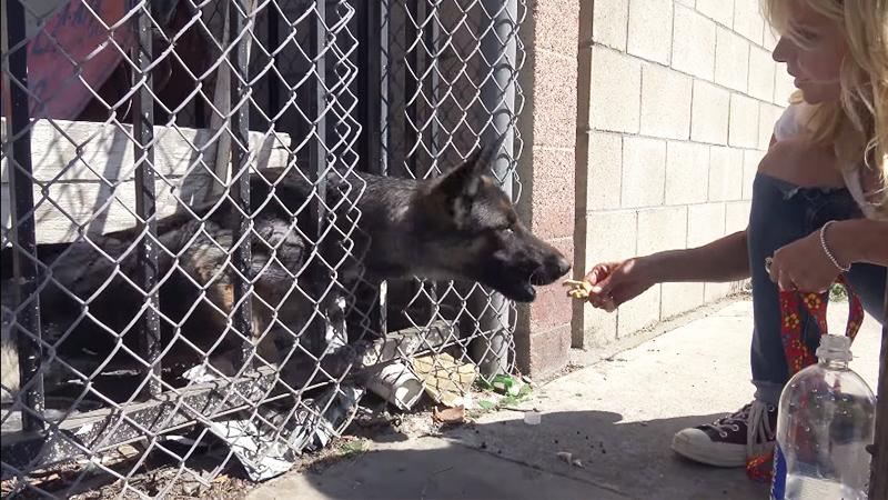Good Samaritan Spots Trapped, Starving German Shepherd in LA and Calls Rescuers