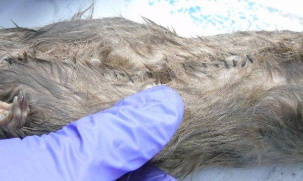 A dead rat, stitched up, with drugs inside. (Ministry of Justice)