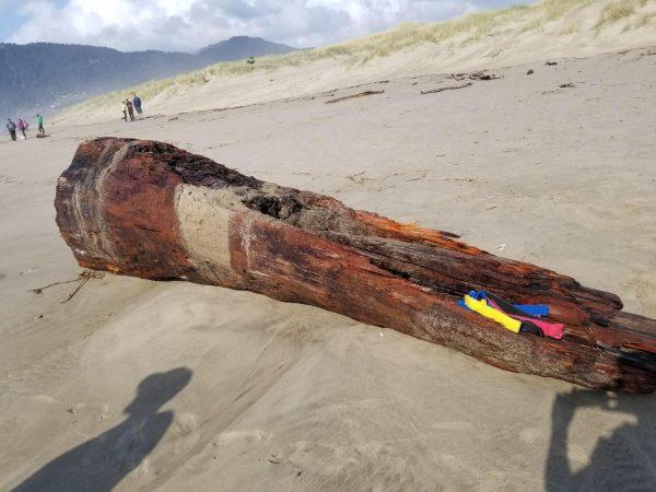 The driftwood log on Manzanita Beach, Oregon, that crushed a woman on March 23, 2019. (Nehalem Bay Fire & Rescue)