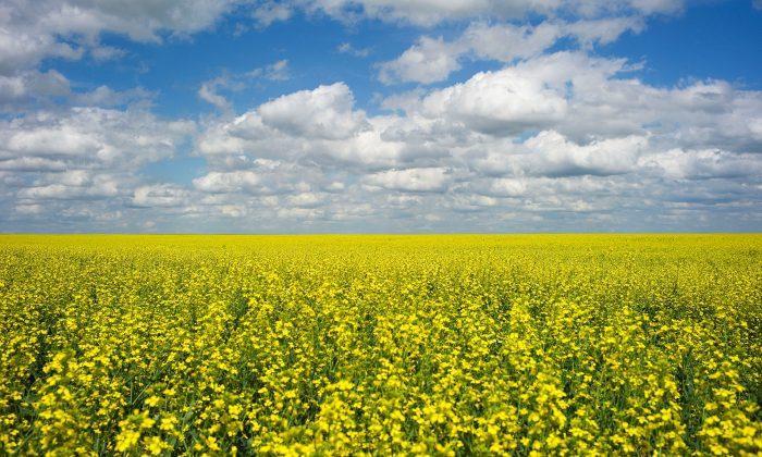 China Expands Canadian Canola Ban as Tensions Escalate