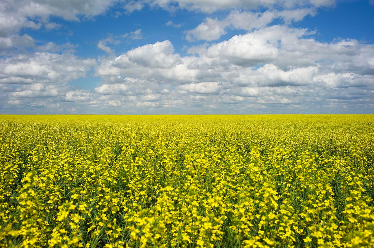 China Expands Canadian Canola Ban as Tensions Escalate
